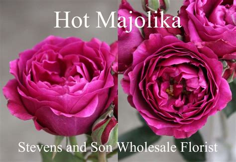Hot Majolika Photo Credit Allison Linder Spray Roses Rose Rose