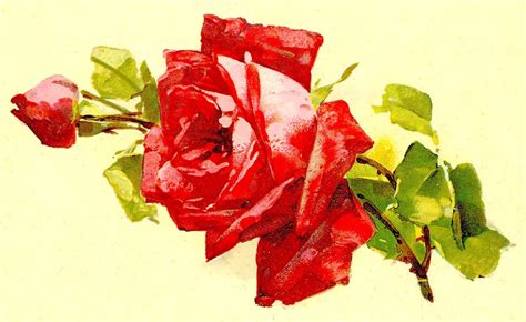 Antique Images Printable Shabby Chic Rose Artwork Illustration Flower