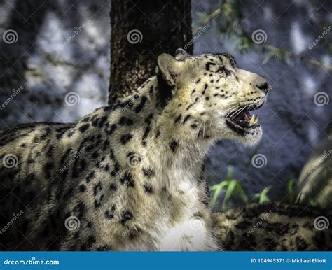 Snow Leopard Face Stock Image Image Of Buckskinman 104945371