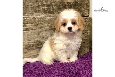 Below are our currently available puppies. Teddy: Cavachon puppy for sale near Dallas / Fort Worth ...