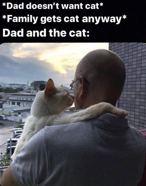 Dad And Cat Memes Now Rmemes