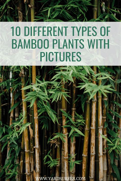 10 Different Types Of Bamboo Plants With Pictures Yard Surfer
