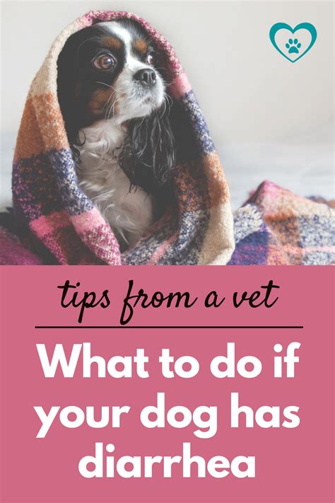Tips From A Vet How To Help A Dog With Diarrhea Dog Health Care Artofit