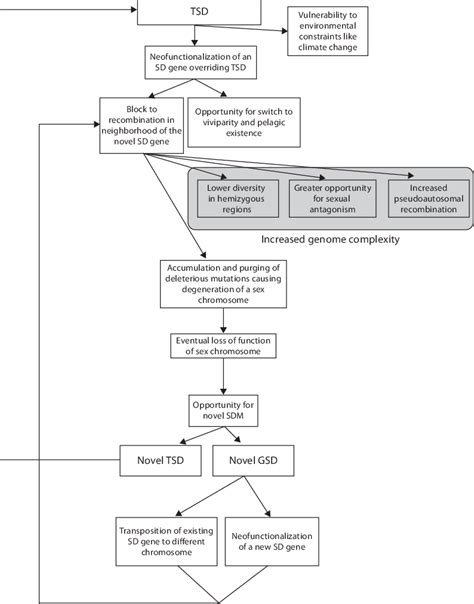 Flowchart Showing Identification And Classification Of Adults With