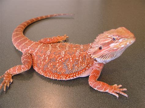 Zero Bearded Dragon For Sale Uk Ayanna Easter