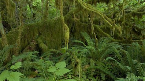 Hoh Rain Forest Olympic National Park Wallpaper Nature And