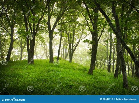 Misty Forest Mystic Landscape Stock Image Image Of Oakery Country