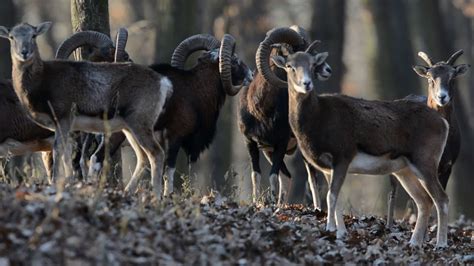 Mouflon Ram Hunting In Europe With Passion And Prey Youtube