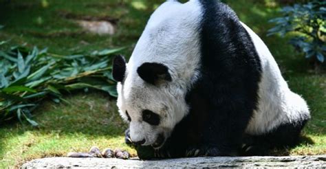 Worlds Oldest Giant Male Panda In Captivity Dies Mass News