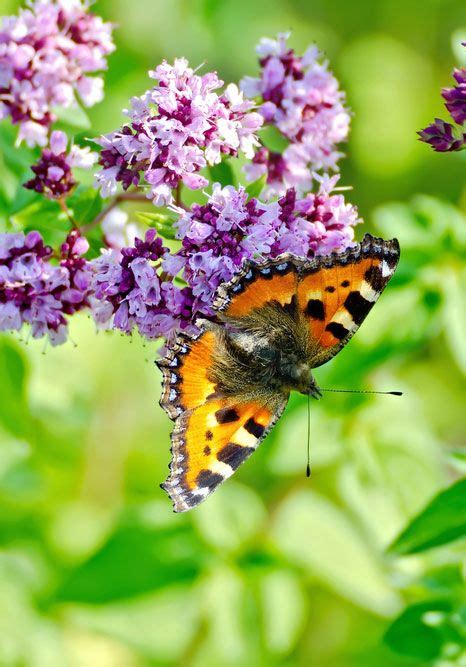 Flowers that attract hummingbirds, bees, and butterflies are certainly on top of my list. Wildlife garden: Top 10 plants to attract bees and other ...