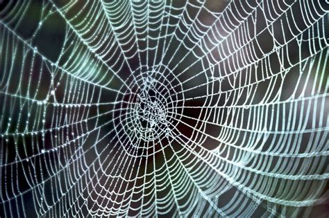 The Web Of Life