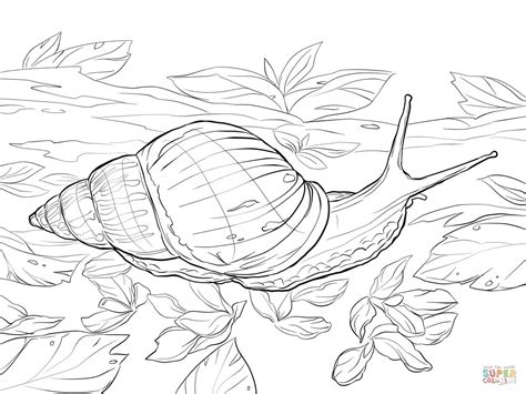 Many details are hidden in these adults floral coloring pages prepare your pens, make yourself comfortable in your garden. Knowledge Garden Snail Coloring Page Free Printable Coloring Pages | Giant african land snails ...