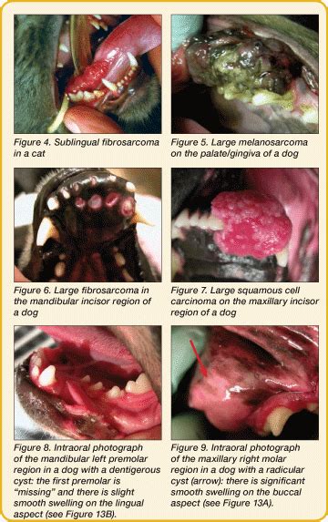 Introduction to Oral Neoplasia in the Dog & Cat | Today's ...