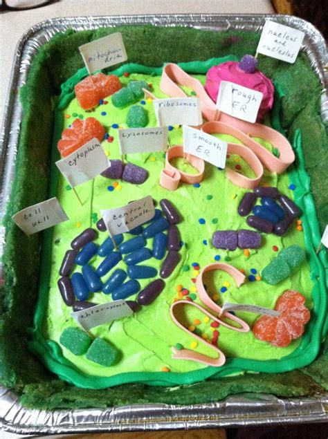 Plant Cell Cake Plant Cell Model Plant Cell Plant Cell Cake