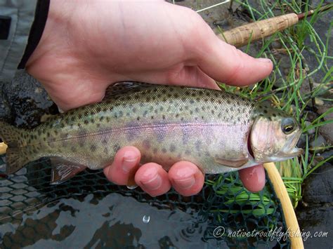 Native Trout Fly Fishing Hatchery Strain Rainbow Trout