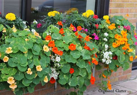 It looks best draping out of hanging pots, baskets or window boxes. The Prettiest Window Box in Town 2015 | Window box, Window ...