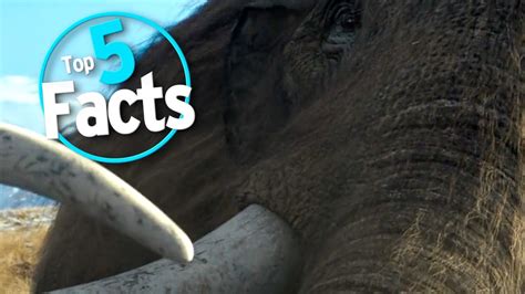 Top 5 Facts About Mammoths Youtube