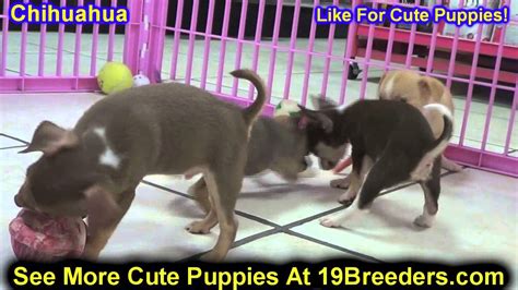 Contact puppies for sale in michigan on messenger. Chihuahua, Puppies, For, Sale, In, Lansing, Michigan, MI ...