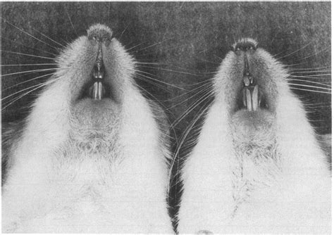 Photographs Of Normal Left And Transgenic Right Mice At 3 Mo Of