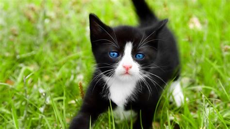 Tuxedo Kitten Wallpapers Top Free Tuxedo Kitten Backgrounds