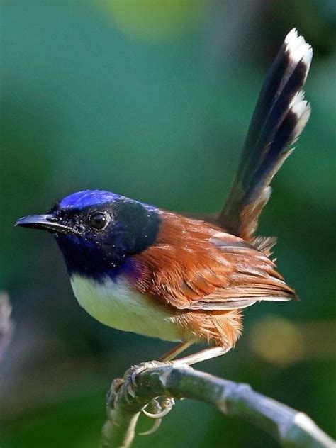 Pin By Sko Vessel On Birds Of Colours Wild Birds Beautiful Birds