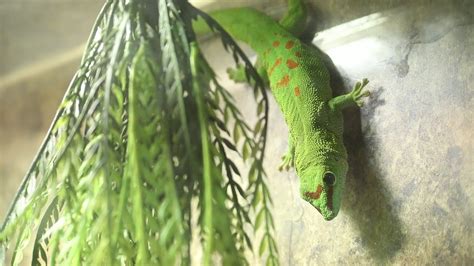 This Gecko Can Climb Walls Like Spiderman Youtube
