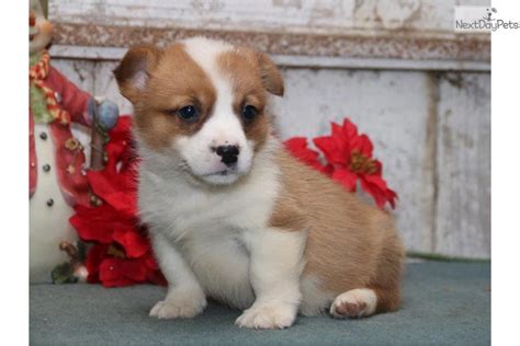 Available to pick up 2/26/2021. Pembroke Welsh Corgi Puppies For Sale | Denver, CO #268237