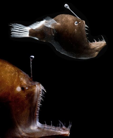 Image Of Distinction Anglerfish Laboratory News