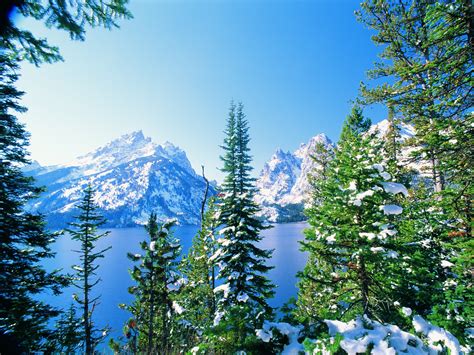 Plant Life in the Coniferous Forest | Sciencing