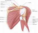 Anatomy Lesson: Shoulder Musculature - Beautiful to the Core
