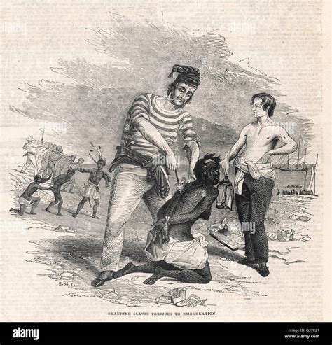 West Africa Slaves Being Branded Before Shipment To The Americas Date