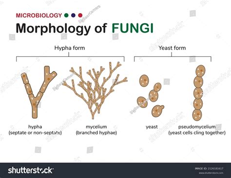 1954 Mycelium Hyphae Images Stock Photos And Vectors Shutterstock