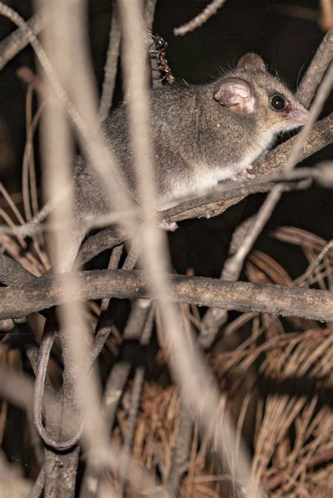 Eastern Pygmy Possum Cercartetus Nanus Bellbird Creek V Flickr