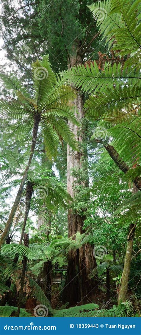 444 Drzewo Kauri Zdjęcia Bezpłatne i z licenncją Royalty Free Zdjęcia