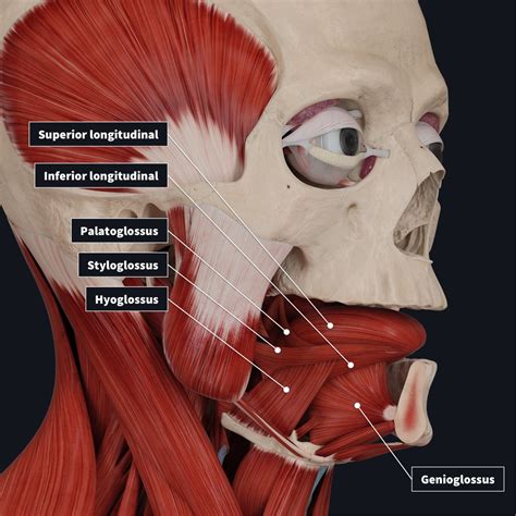 Músculos intrínsecos y extrínsecos de la lengua Carlos Ramirez