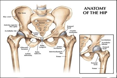 Anatomy Pictures Of Lower Back And Hip Appendicular Muscles Of The