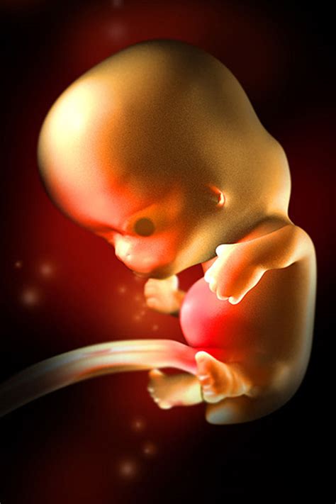 8 Week Fetus