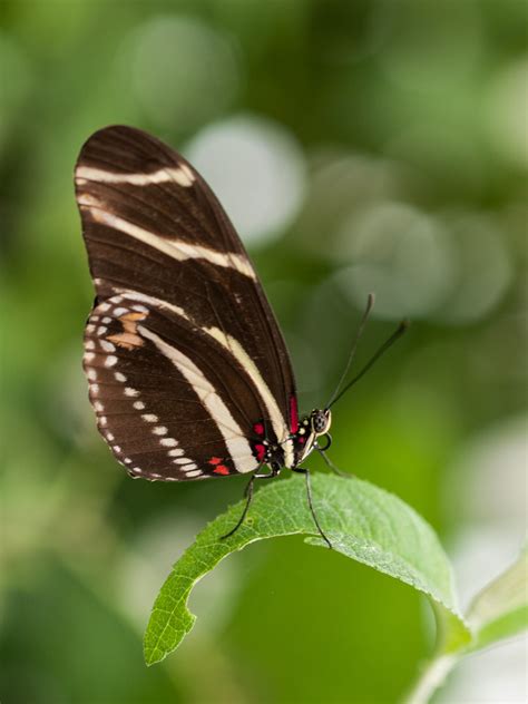 Zebra Longwing Butterfly Zebra Longwing Butterfly At The B Flickr