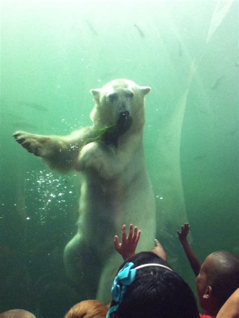 Here Is One Of The Polar Bears At The Columbus Zoo Eating Some Seaweed
