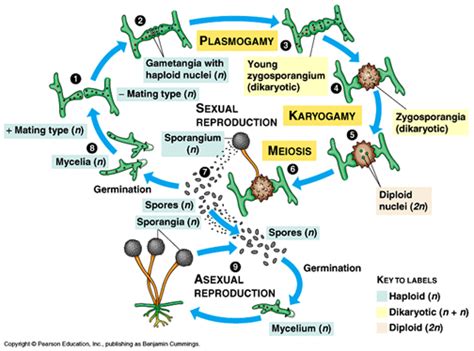 By meiosis producing four genetically different spores. Reproduction (F.Sc-Biology-Chapter 7) | Al Qasim Trust