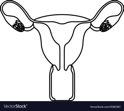 Sketch Silhouette Female Reproductive System Vector Image The Best