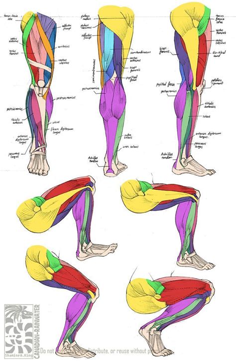 They are each muscle is small and somewhat quadrilateral in form; Pin by cj pena on Muscle Anatomy | Pinterest | Anatomy ...