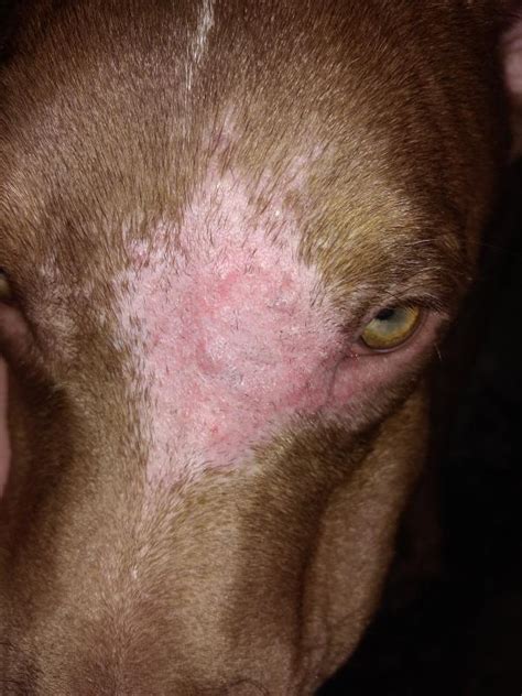 Dermatitis En Perros Tratamiento Tipos Con Fotos Y Síntomas