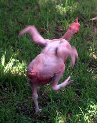 Oust Featherless Chickens