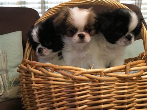 Japanese Chin Puppies For Sale Bradenton Fl 305111