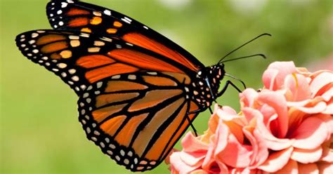 Mariposa Monarca No Tendrá Protección Como Especies En Peligro De