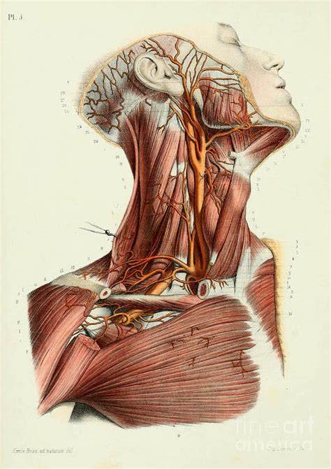 A brief essay on anatomical drawing by hal sharp comparative anatomy in classical greece anatomy is the foundation of medicine, the classical greek physician hippocrates declared, and should be based on the form of the human body.(persaud, p. Anatomy Human Body Old Anatomical 32 Art Print by Boon Mee