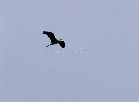 654 Flying Heron Silhouette Stock Photos Free And Royalty Free Stock