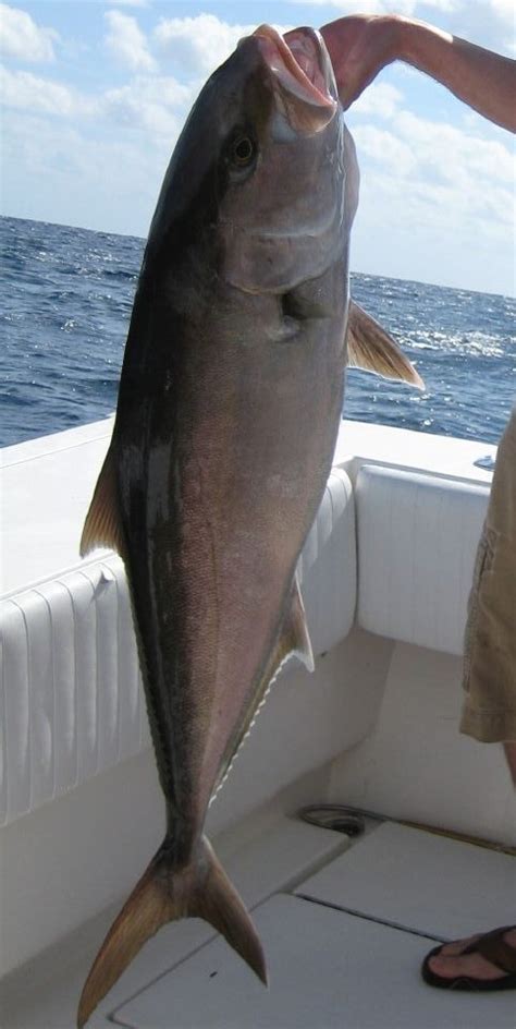 Greater Amberjack Gulf Of Mexico Fishery Management Council