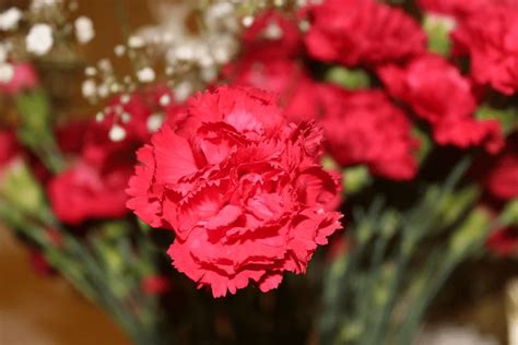 Bunga Untuk Ibu Apa Arti Bunga Carnation Yang Sesungguhnya Nihao